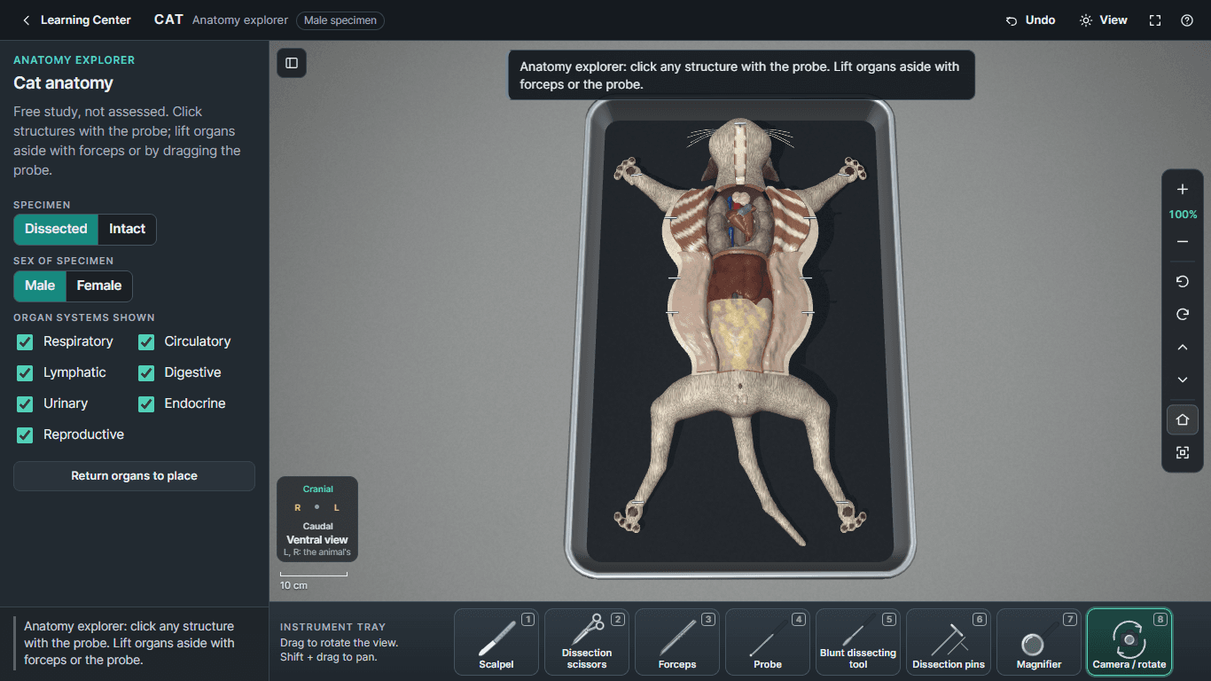 Vertebrate Lab 3D anatomy explorer showing a dissected 3D cat in a dissection tray with its internal organs exposed.